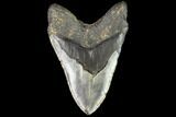 Fossil Megalodon Tooth - + Foot Prehistoric Shark #109554-2